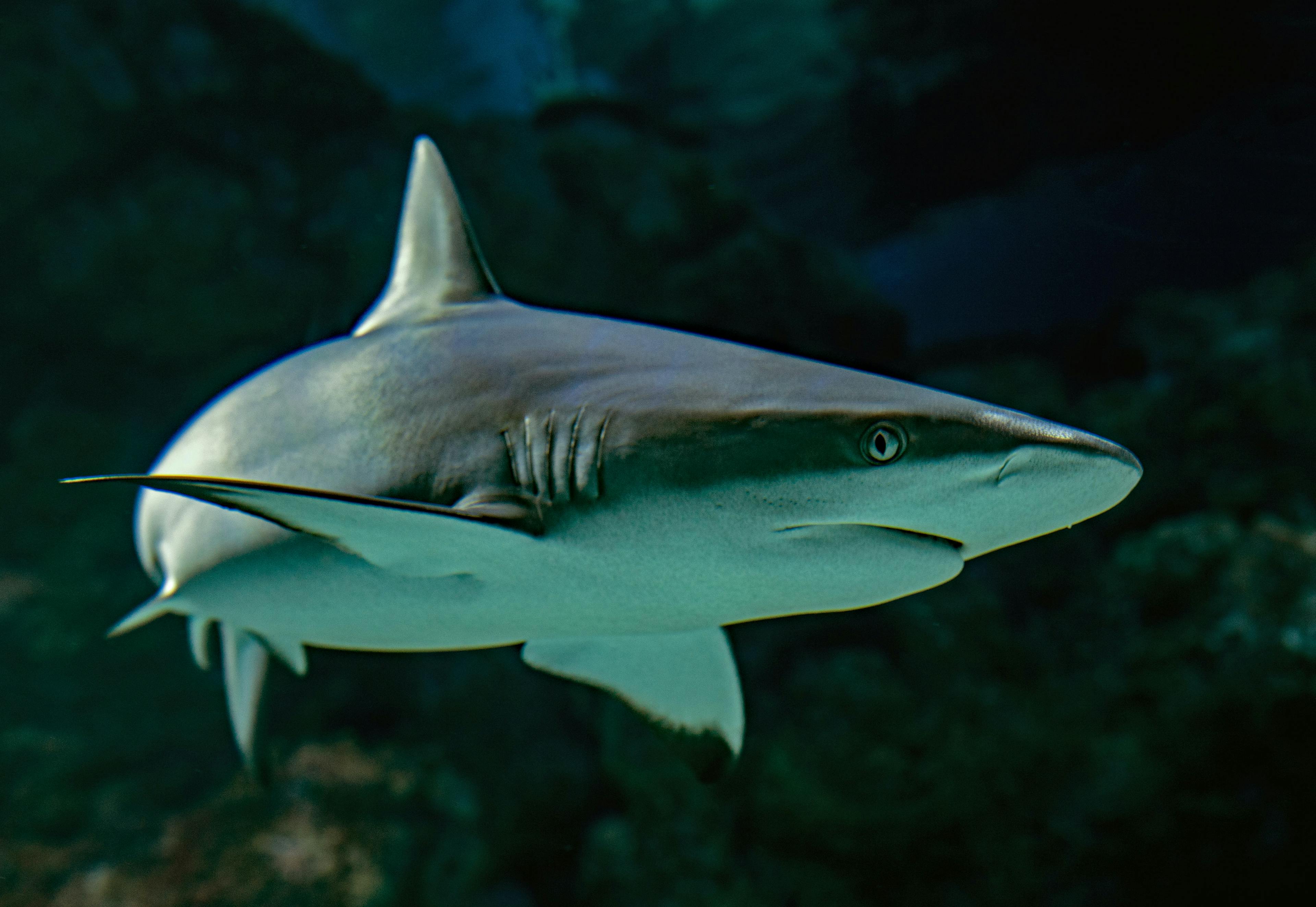 电子皮肤—受鲨鱼启发的柔性接近传感器