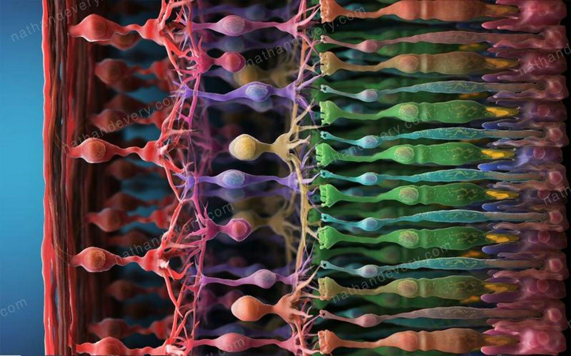 干细胞转化成视锥细胞取得进展